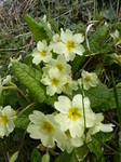 FZ004592 Primroses.jpg